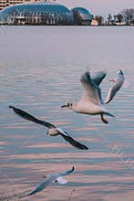sea eagle over black sea