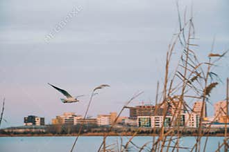 Graceful Seagull in Flight Over Nature
