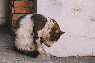 dirty cat on street