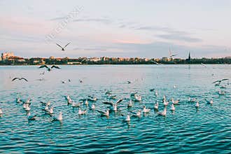 sea eagle over black sea
