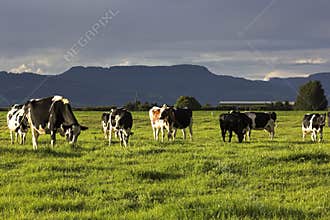 Cow farm in Australia