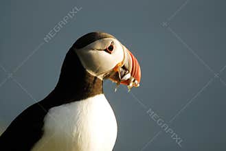 Atlantic puffin Fratercula arctica in Raudinupur, Iceland