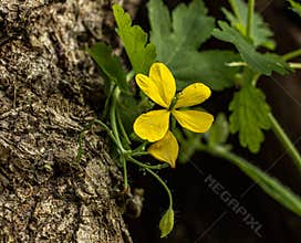 Chelidonium majus L., Bleeding swallowwort on tree trunk with green background. Made in Szirák after 4 pm in May.