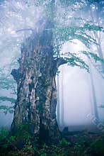 Old tree
