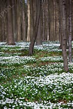 Spring in Hallerbos