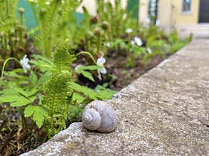 grape snail in the garden in spring
