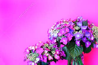 Delicate Pink Lacecap Hydrangea on Pink