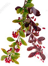 Barberry berries