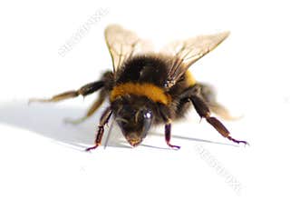 Bumble Bee
