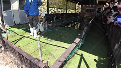 Duck race ribbon tied necks dash finish line go Japan Hokkaido zoo