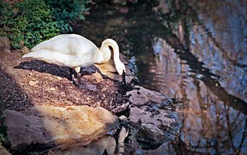 Beautiful swan gazing at reflection