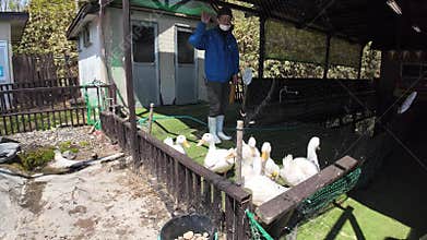 Duck race ribbon tied necks dash finish line go Japan Hokkaido zoo