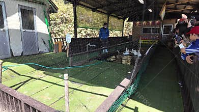 Duck race ribbon tied necks dash finish line go Japan Hokkaido zoo