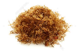 Carrageen moss