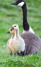 Goslings taking in their new world.
