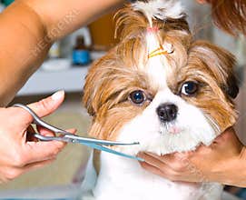 Grooming dog