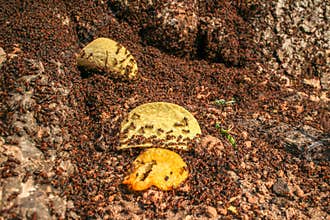 Ants in a large anthill in the forest, carrying potato chips to eat