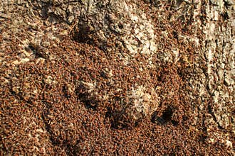 a large colony of red ants on a tree in a forest