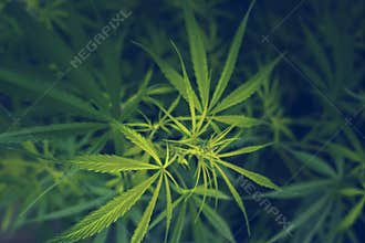 Green Marijuana tree cannabis plant narcotic herbal in greenhouse. Hemp leaf made cannabis crude oil at medicine farm. CBC, THC