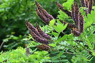 Amorpha fruitcosa (false indigo) flowers. Fabaceae deciduous shrub.