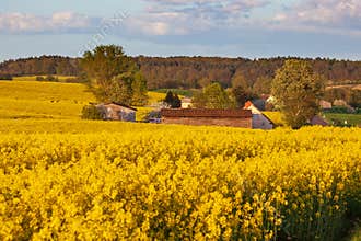 Rape and village in April, Germany