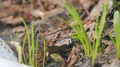Young shoots of grass in the spring forest. Change of season from winter to spring in the forest.
