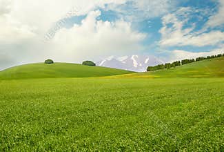Meadow