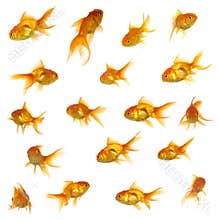 Gold fish collection