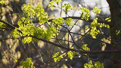 Nature sun plants tree branch leaves summer spring rays color