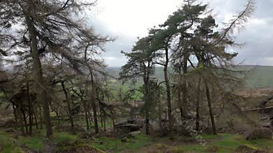 The Roaches pine woodland in the Peak District National Park