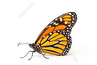 Beautiful Monarch butterfly isolated on a white background. Side view