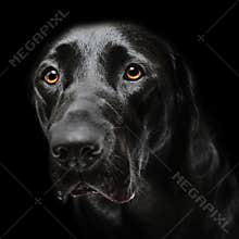 Sad lonely dog
