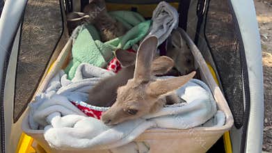 Rescued orphaned eastern grey kangaroo joey in pram