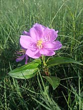 blue tongue flower Melastoma affine