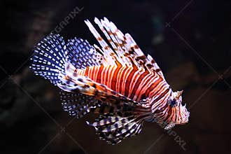 Red Lionfish illuminated in the dark water of an aquarium
