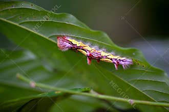 caterpillar of a Menelaus blue morpho, Morpho menelaus