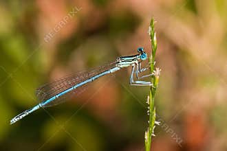 Thin Blue Damselfly Resting on a Small Green Plant