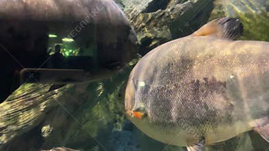 Close-up of a small shoal of herbivorous aquarium piranha and ocular astronotus floating on the bottom among rocks and