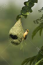 Baya Weaver Nest