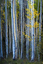 Blue Aspens With Morning Sunlight And Fall Yellow
