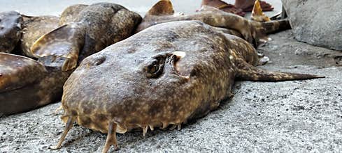 before the death of the fish