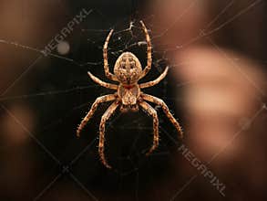 Spider