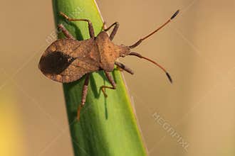 Brown Beetle Resting on a Plant in the Sun
