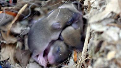 Brood of newborn mice cuddling to each other