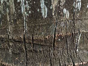 Coconut tree trunk texture for abstrack background or 3D rendering