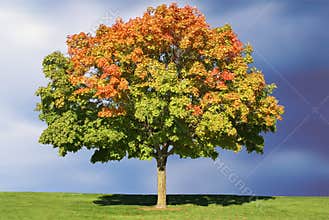 Maple Tree in Autumn