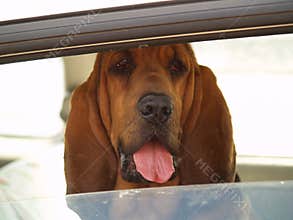 Hot Dog in a Car