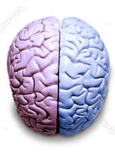 LGBT Transgender Brain Gay Lesbian