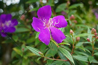 Melastoma affine flower blooming in a garden