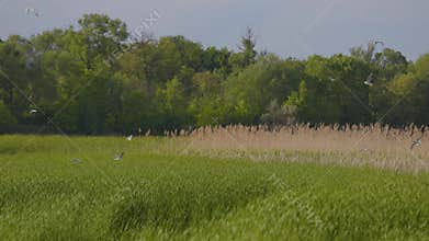 Many river gulls hunt fish in lakes, rivers, and canals. Seagulls fly over the water. Seagulls gracefully glide